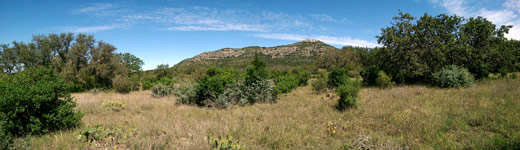 Protected Black-capped Vireo habitat on private land in Real County, Texas.